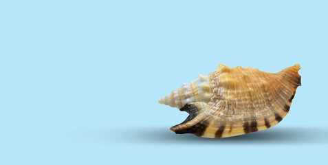 
Sea shell close-up on a light background.
Background, design, banner.