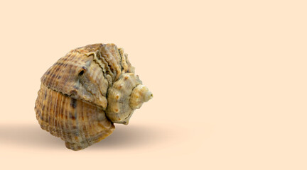 
Sea shell close-up on a light background.
Background, design, banner.