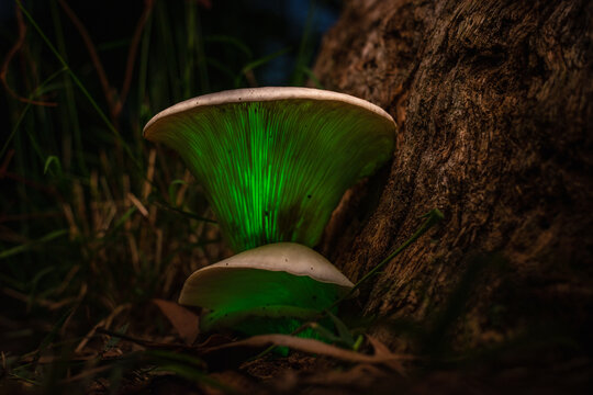 bioluminescent Ghost mushroom (Omphalotus nidiformis) Thirlmere lakes National park, NSW , Australia.