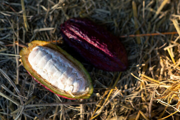 selective focus cocoa fruit pulp white large seed Sliced ​​