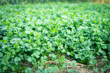 selective focus green coriander matures in farmers' fields in Thailand
