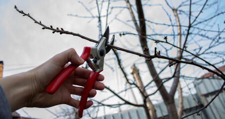 gardener pruning fruit trees with pruning shears
