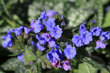 Beautiful blooming lungwort in sunny April