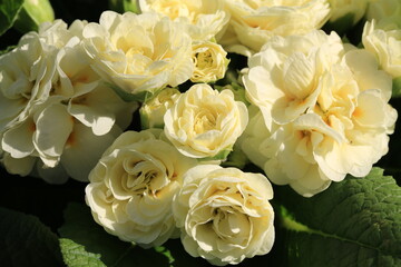 Beautiful blooming primrose in sunny March
