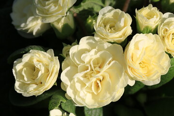 Beautiful blooming primula in sunny March