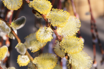 Beautiful blooming pussy willow tree in sunny March
