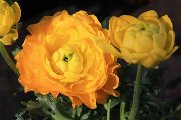 Beautiful blooming ranunculus in sunny March