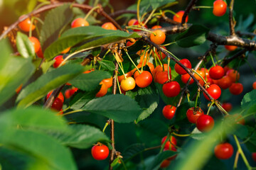 Sunlit ripe stella cherries hanging on cherry tree branch in cherry orchard.