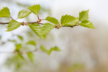 Natural background. Bright spring background with birch branch in the sunlight. Green birch leaves lit by the bright rays of the sun. Joyful summer mood. Close-up. Defocus.