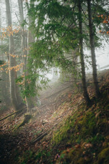 Beautiful path through the forest and Christmas trees