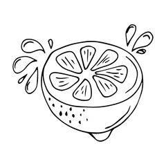 Lemon drawing. Summer fruit artistic illustration. Isolated hand drawn slice, blooming flower, leaves. Vegetarian tropical food. Great for label, poster, print, packaging