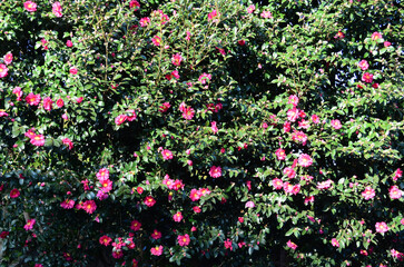 flowers in the garden