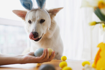 Cute dog in bunny ears looking at stylish easter eggs in woman hand. Happy Easter. Pet and easter holiday at home. Adorable white swiss shepherd dog in bunny ears sniffing natural dyed easter eggs
