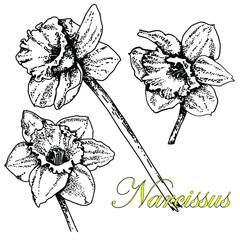 Narcissus. Set. Black and white sketch. Hand drawn vector illustration. Isolated on white background.Doodle