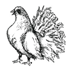 Pigeon. Dove. Symbol of peace. Bird. Hand drawn. Black and white sketch. Isolated on white background. Engraving.