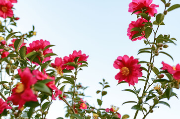 red and white flowers