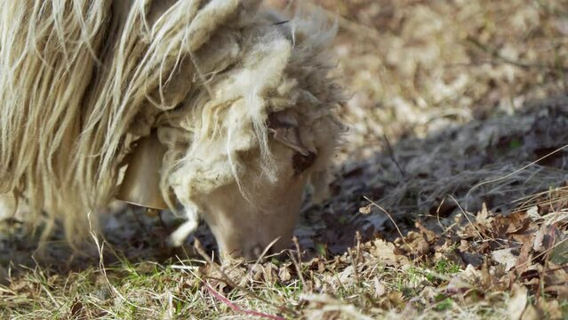 A sheep with long hair nibbles grass on a hilly area on a sunny day.