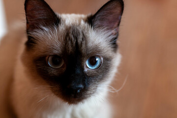 portrait of a grey cat with stripes laying on a ground, close-up, selective focus. High quality photo