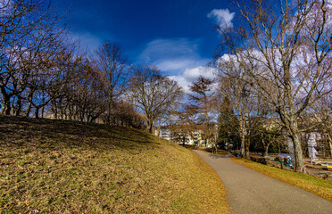 Dafodils in the park, Stensparken, Oslo, Norway