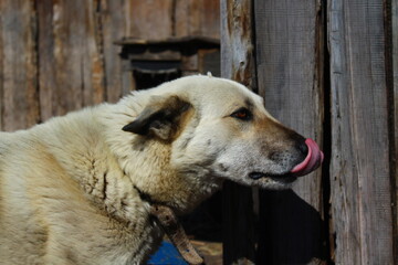 White watchdog on leash chain 