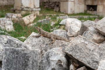 Lizard or iguana at Uxmal temple complex in Yucatan, Mexico