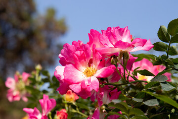 Close up Bright Pink Blooming Flowers, Close up Bright Pink Blooming Flowers,  Rosa Hybrid