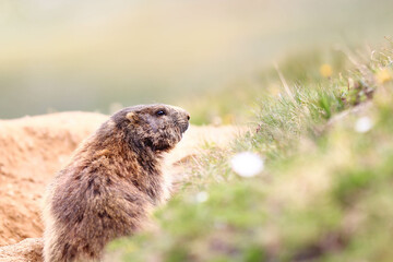 Naturaufnahme mit einem Murmeltier.