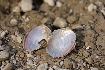 Seashells on a river beach