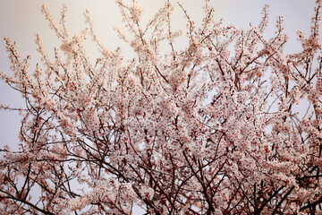 Flowering blood plum Prunus cerasifera