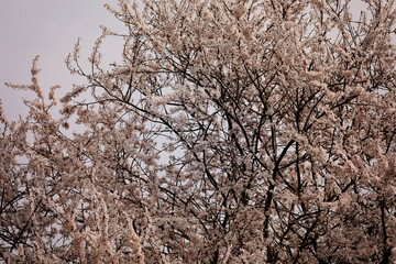 Flowering blood plum Prunus cerasifera