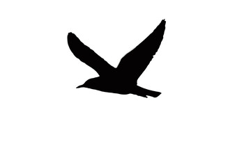 Fliegende Möwe Schatten