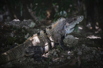 Close up of a black spiny-tailed iguana, black iguana, latin name 'Ctenosaura Similis', on stones in tropical forest, Belize