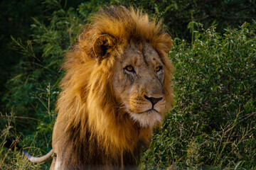 Lions in Kruger national park South Africa, close up of male Lion head, big male lion in the bush...