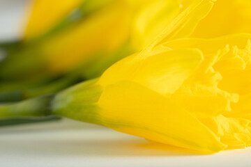 Fototapeta premium Yellow daffodil flowers on a white paper. Close up shot. Natural flowers vibrant colorful background. 