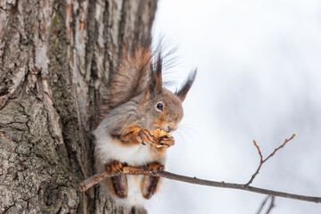 Red squirrel sitting on a tree branch in winter forest and nibbling seeds on snow covered trees background..