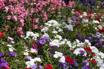 beautiful flower meadow in the garden, Verbena rigida Spreng. Common name “Verbena”