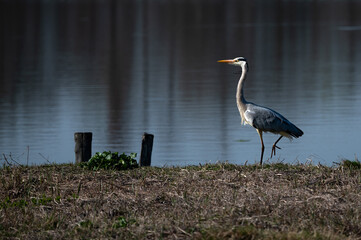 Ardea cinerea - Grey heron - Héron cendré