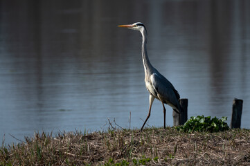 Ardea cinerea - Grey heron - Héron cendré