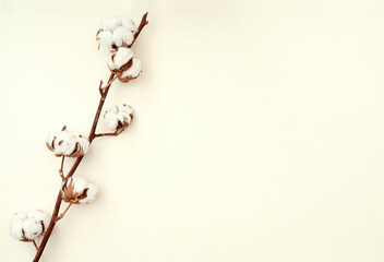 Minimal composition with cotton plant on beige background, top view, space for text