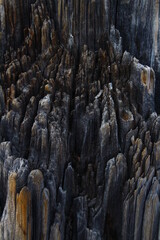 Old weathered wood tree stamp