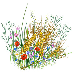 Obraz na płótnie Canvas Vector rustic illustration of wheat, grass and wild flowers isolated on white background.