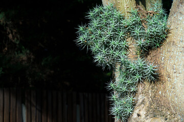 succulent plants in a garden outdoor setting