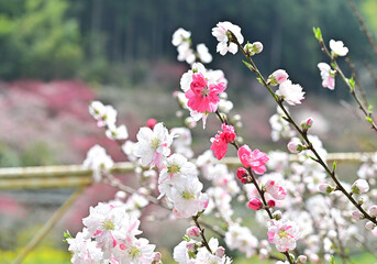 四国の高知県吾川郡仁淀川町の花桃の花