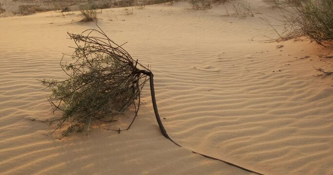 Dry plant bush tumbleweed in a middle on a sunny day in a sand desert with untouched land and sunset light. Endless sand dunes with withered plants. Small wave texture, calm relaxing meditation video