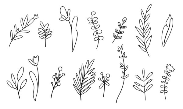 Set of vector flower, herbs and leaf design. Vector illustration. Hand drawn line art.