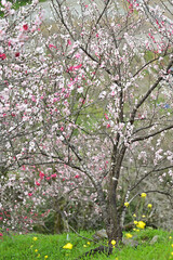 四国の高知県吾川郡仁淀川町の花桃の花