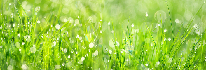 Beautiful green grass texture, abstract blurred natural background. meadow grass with drops dew...