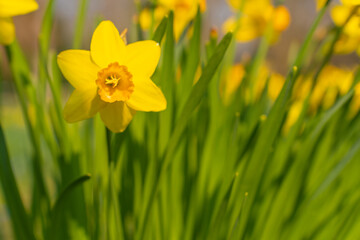 daffodils in spring