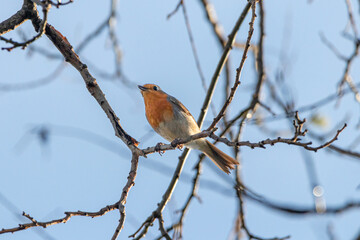 European Robin perched on a tree branch