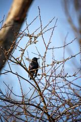 Ein Star sitzt swischen den Zweigen eines kleinen Baumes.